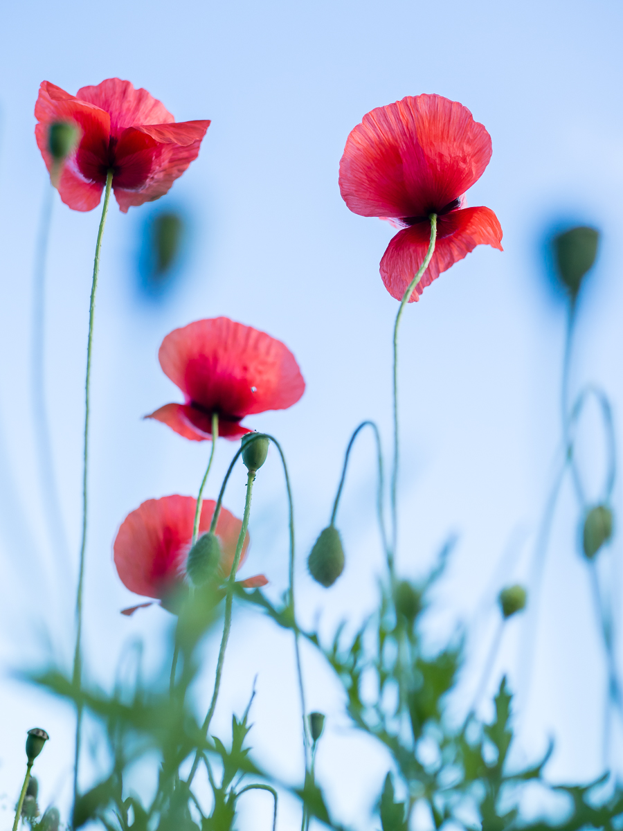 Teneriffa - Mohn Teneriffa - Mohn