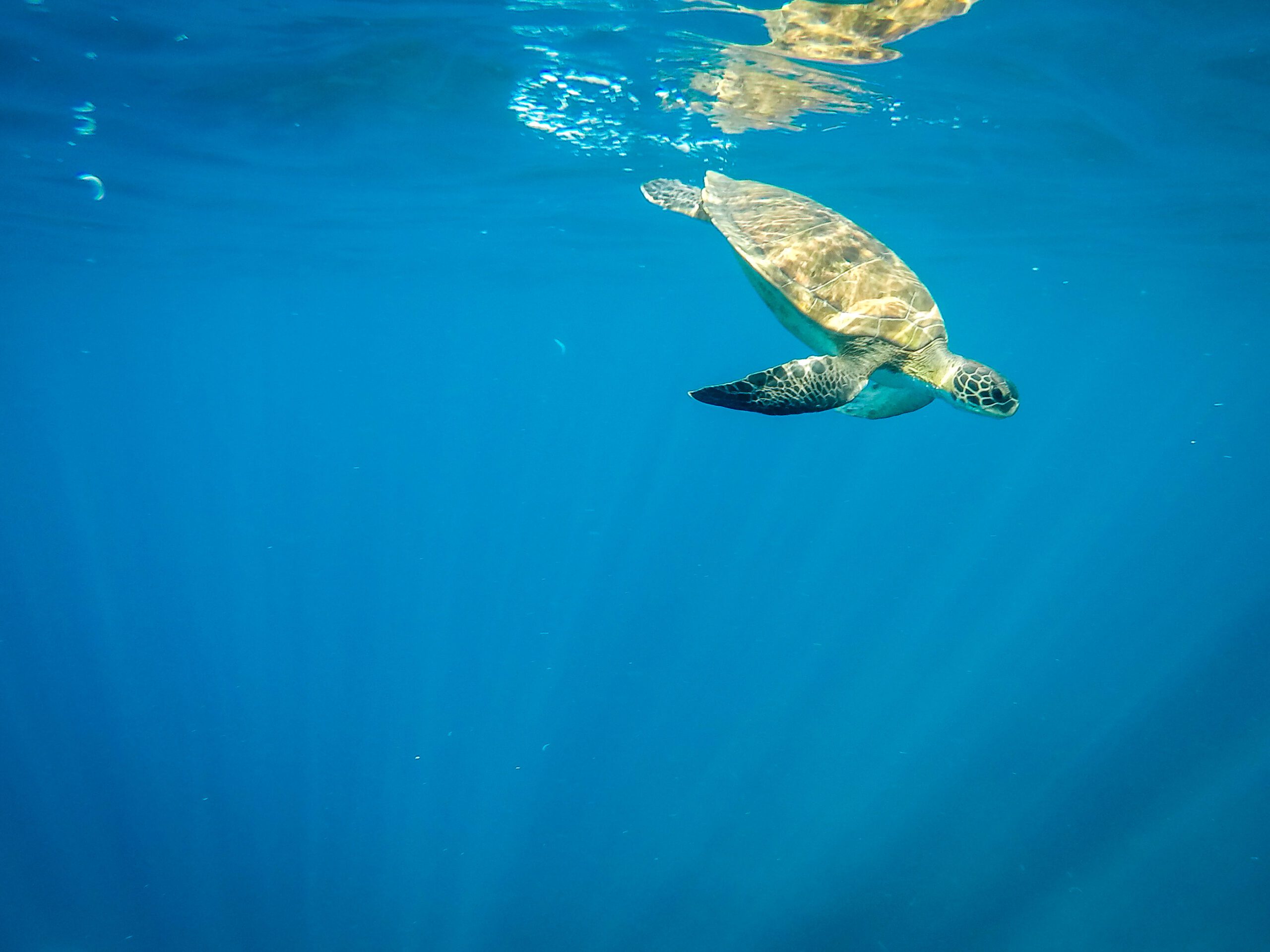 turtles (34 von 50)